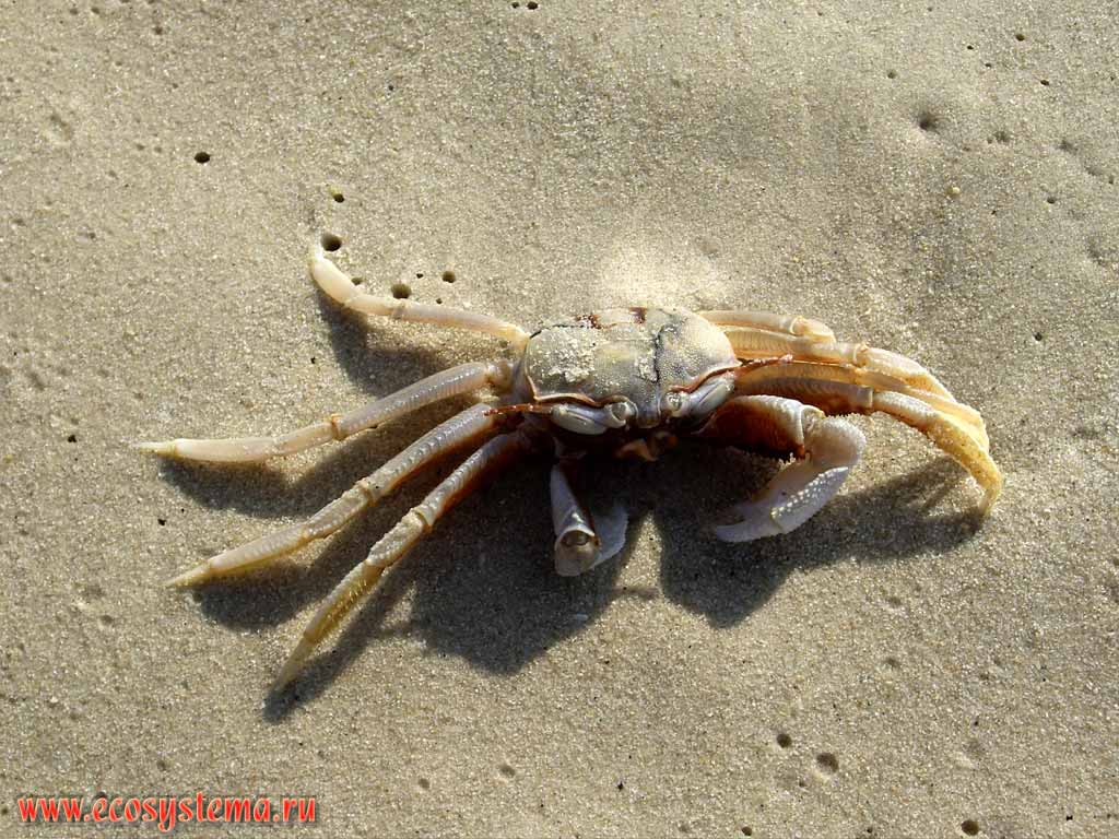 The crab on the sandy beach. Indochinese Peninsula, Thailand