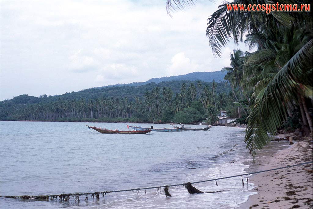 Песчаный пляж с кокосовыми пальмами и рыбацкие лодки. Таиланд, полуостров Индокитай