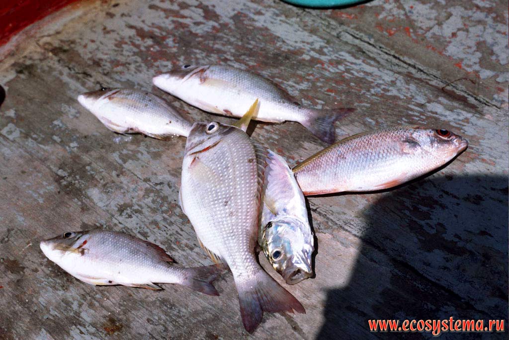 Морская рыба, выловленная рыбаками. Таиланд, полуостров Индокитай