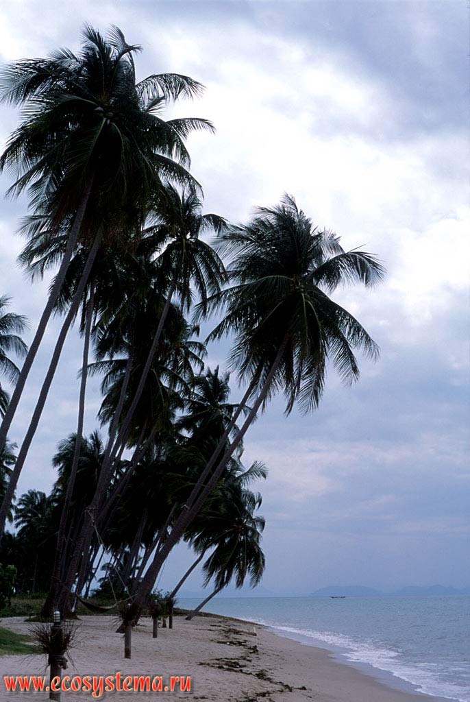 Кокосовые пальмы (Cocos nucifera) на краю песчаного пляжа. Тайланд, полуостров Индокитай