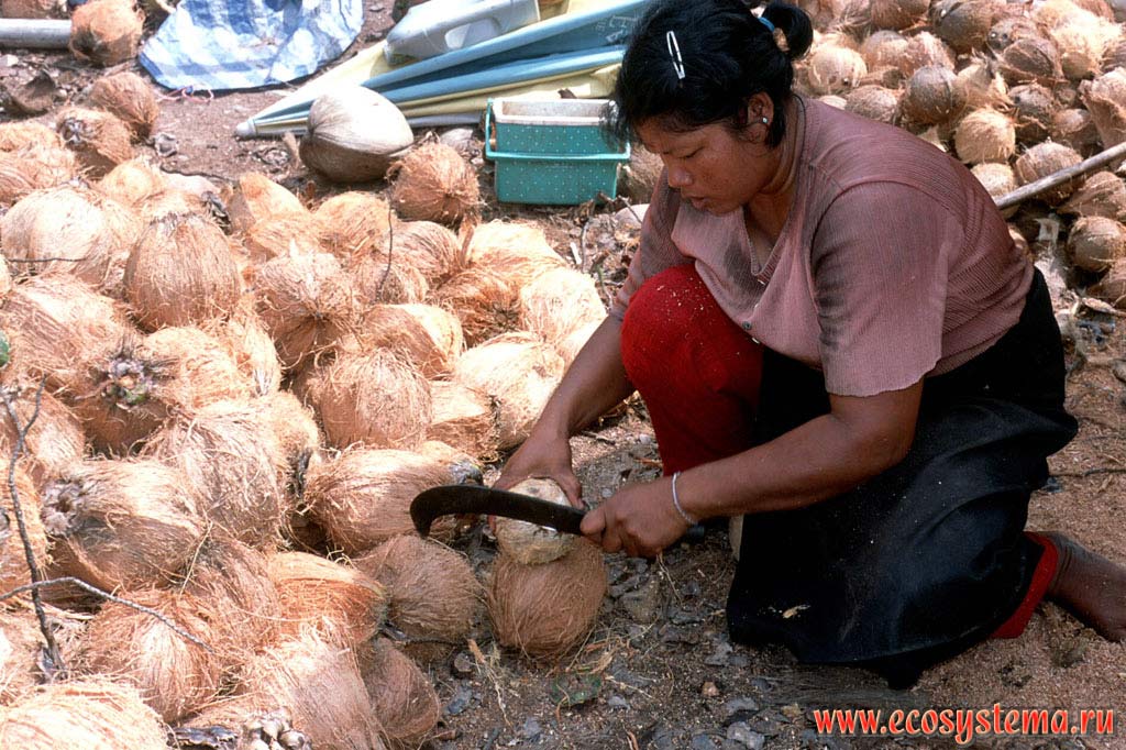 Обработка кокосов на плантации кокосовых пальм (Cocos nucifera). Тайланд, полуостров Индокитай
