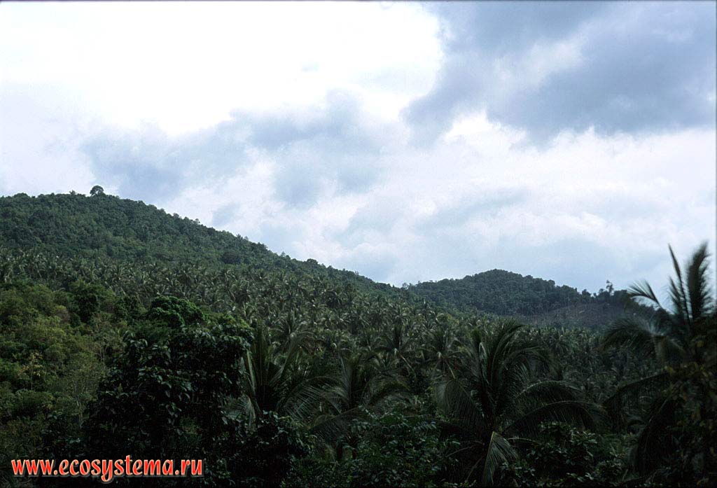 Плантации кокосовых пальм (Cocos nucifera) (на переднем плане) и нагорные владные субэкваториальные леса (на заднем плане).
Таиланд, полуостров Индокитай