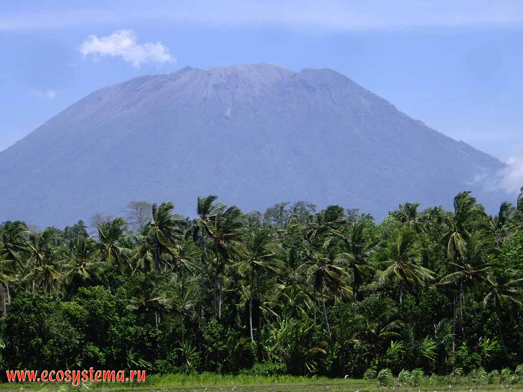 Кокосовые пальмы (Cocos nucifera) на фоне вулкана Агунг (3142 м)