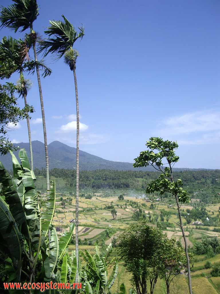 Сельскохозяйственный ландшафт острова Бали.
На переднем плане - банан (Musa) и кокосовые пальмы (Cocos nucifera)