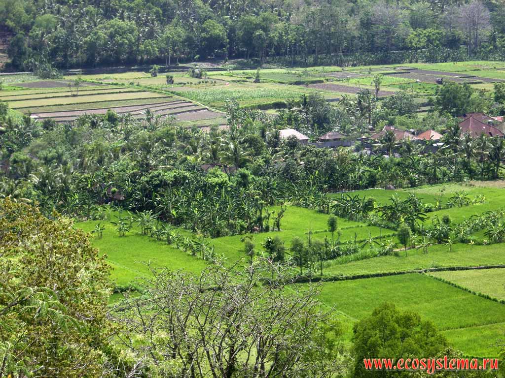 Сельскохозяйственный ландшафт острова Бали.
Преобладают банан (Musa) и финиковые пальмы (Phoenix dactylifera L.)