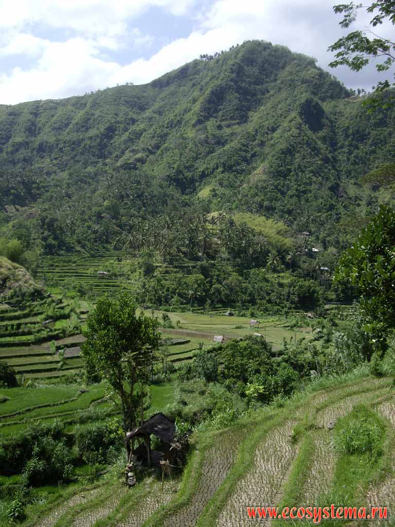 Сельскохозяйственный ландшафт острова Бали.
На переднем плане - рисовые плантации
(заливные чеки на искусственных террасах)