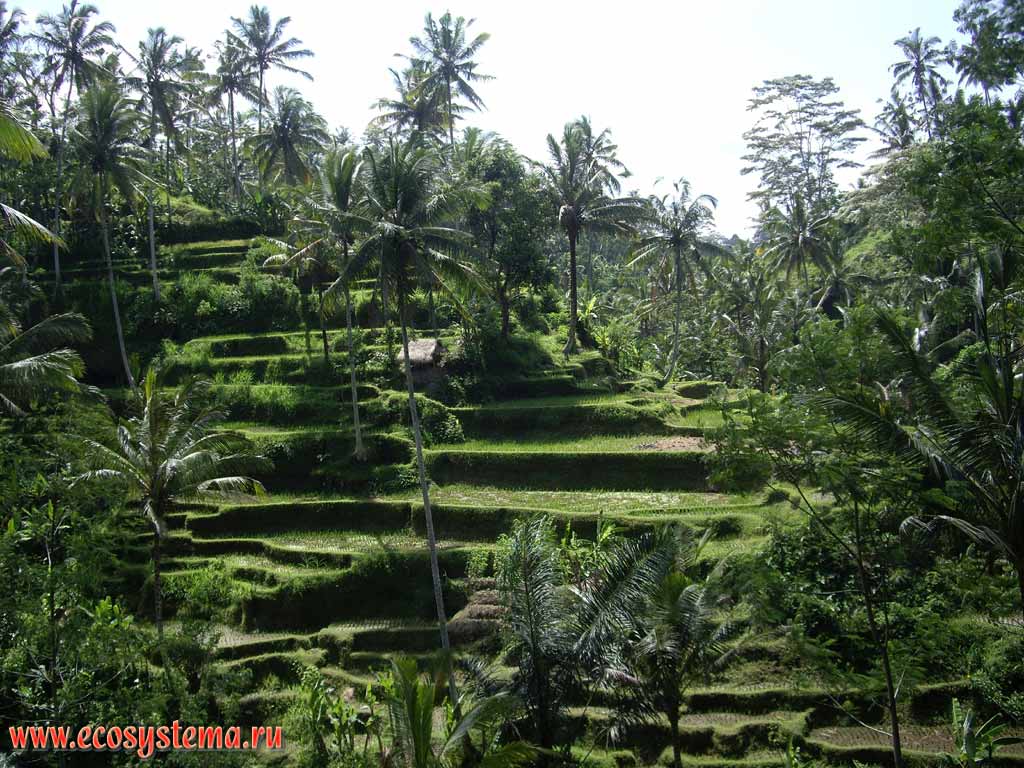 Сельскохозяйственный ландшафт острова Бали: рисовые плантации
(заливные чеки на искусственных террасах), кокосовые
и финиковые пальмы