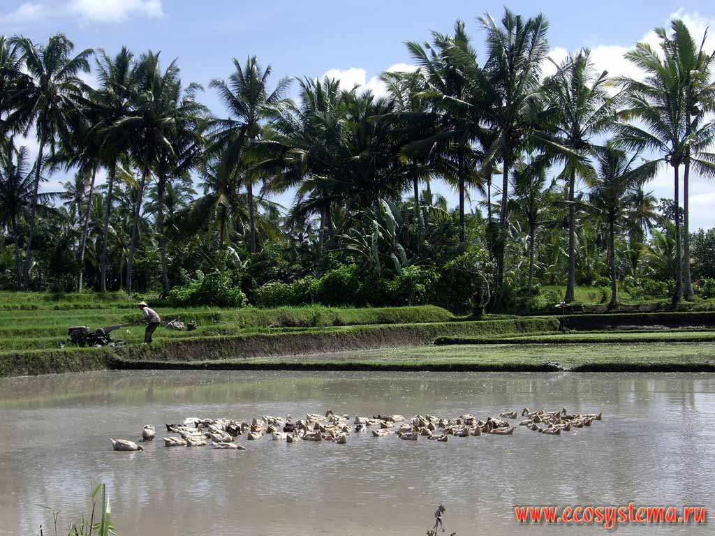 Сельскохозяйственный ландшафт острова Бали:
кокосовые пальмы, рисовые плантации, домашние утки