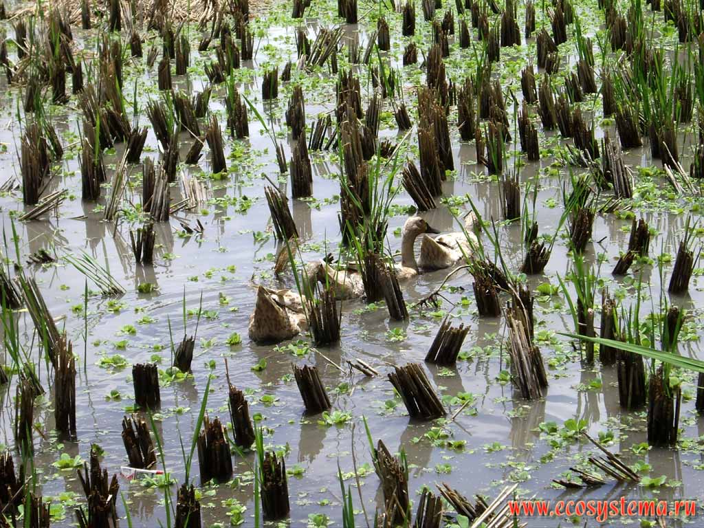 Рисовые плантации (заливные чеки) после уборки урожая