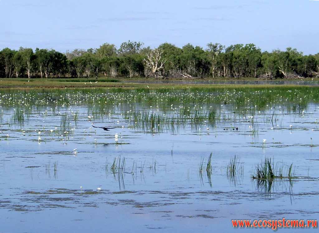 Заросли макрофитов (высшая водная растительность) в реке Аделаида.
Национальный парк Какаду (штат Северные территории)