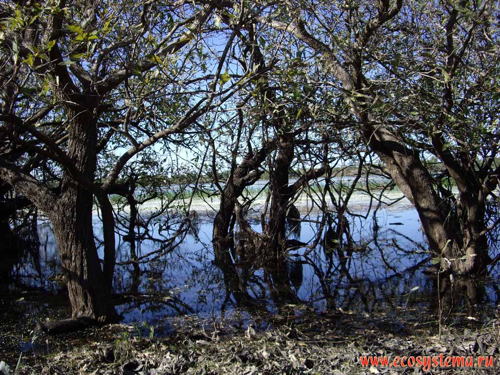 Мангровая растительность (мангры) в пойме реки Аделаида.
Национальный парк Какаду (штат Северные территории)