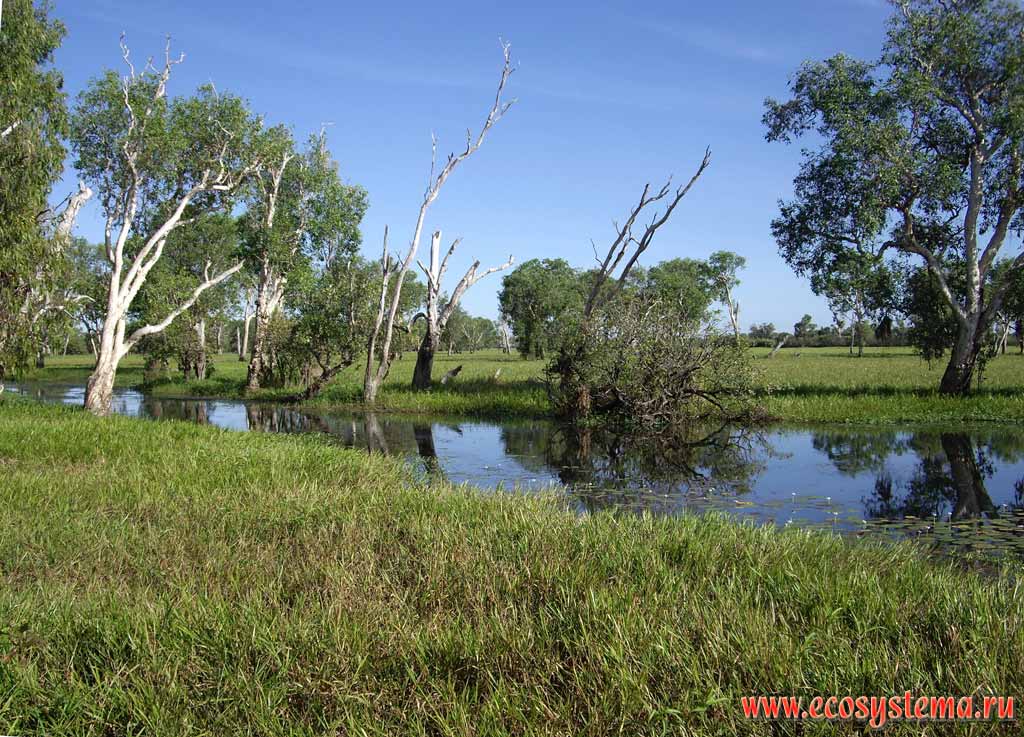 Coastal flood-plain forest on the banks of Adelaide river. Kakadu National Park. Northern Territory, Australia