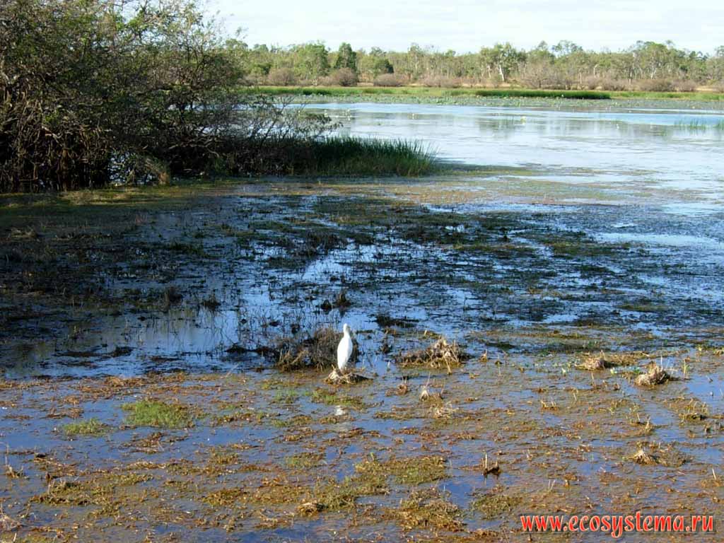 Малая белая цапля (Egretta garzetta) в заболоченной пойме реки Аделаида