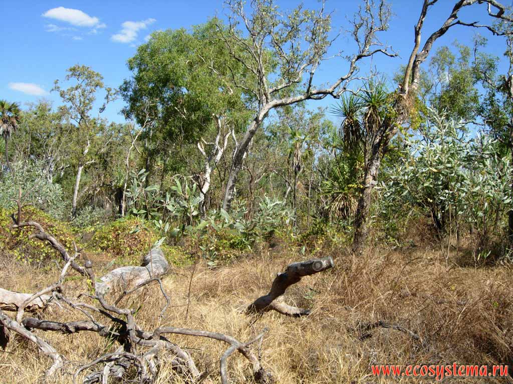 crubland - shrubs, mixed with grasses, herbs, and geophytes. Kakadu National Park. Northern Territory, Australia
