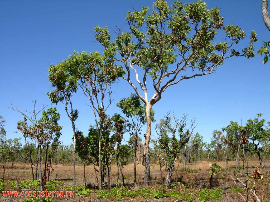 Savanna on the Adelaide river banks. Kakadu National Park. Northern Territory, Australia