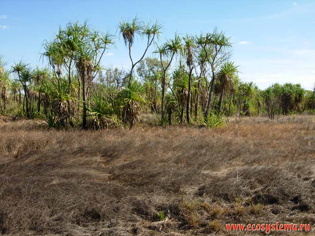 Саванновые редколесья с преобладанием кордилины южной,
или капустного дерева (Cordyline australis).
Национальный парк Какаду (штат Северные территории)