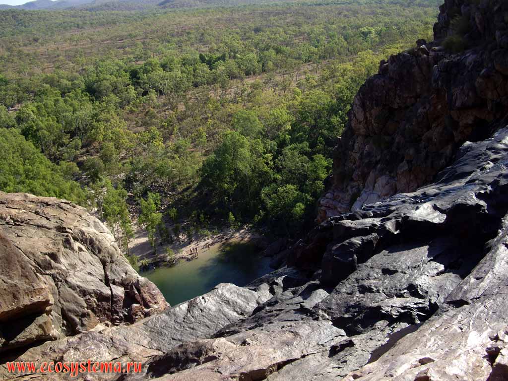 Evergreen rain forest in Kakadu National Park. Northern Territory, Australia