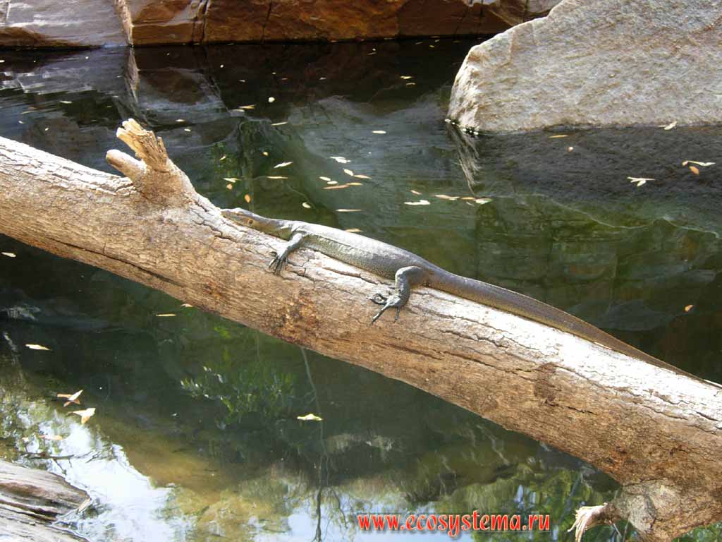Водяной варан, или варан Мертенса (Varanus mertensi)(длина - 70 см),
отдыхающий на бревне