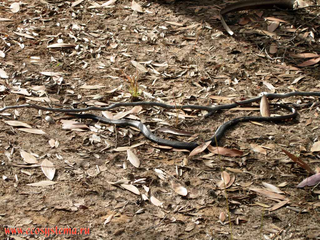 Восточная коричневая змея (Pseudonaja textilis)(род Ложные кобры) -
одна из самых смертельно ядовитых змей в мире
(ее яд в 12 раз опаснее индийской кобры Naja naja)