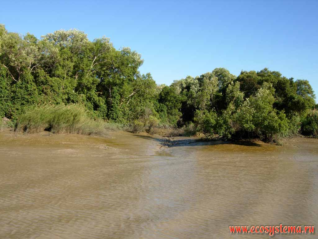 Coastal flood-plain forest on the Adelaide river bank. Lichfield National Park. Northern Territory, Australia