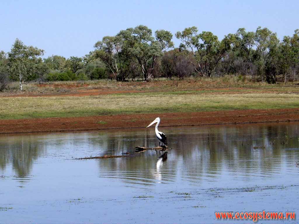 Australian Pelican (Pelecanus conspicillatus) on the freshwater pond in savanna. Australia, Northern Territory