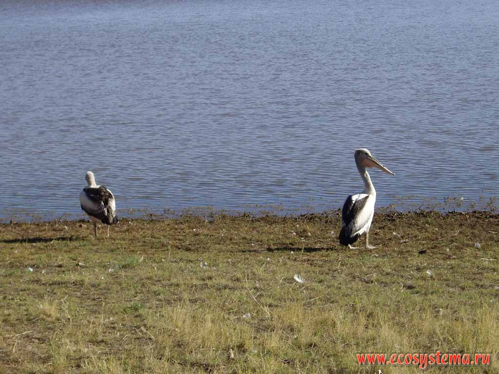 Australian Pelicans (Pelecanus conspicillatus) on the freshwater pond in savanna. Australia, Northern Territory