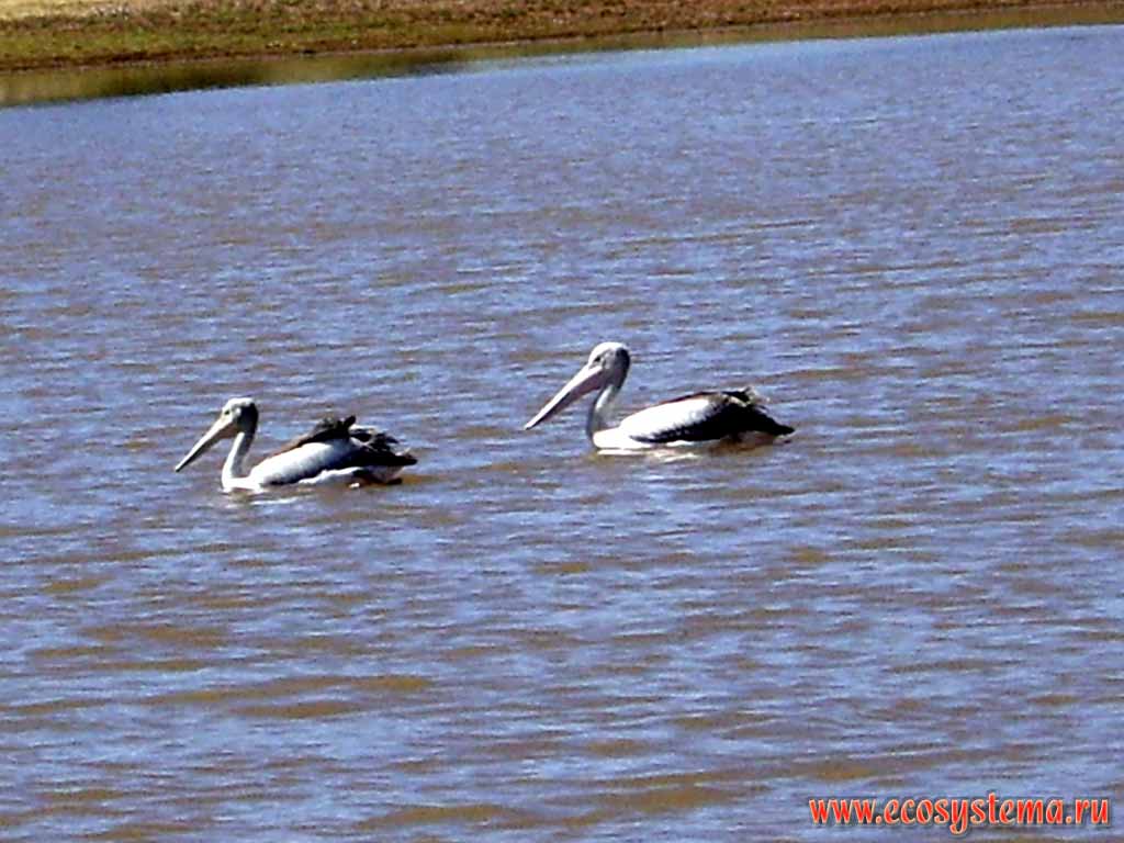 Australian Pelicans (Pelecanus conspicillatus) on the freshwater pond in savanna. Australia, Northern Territory