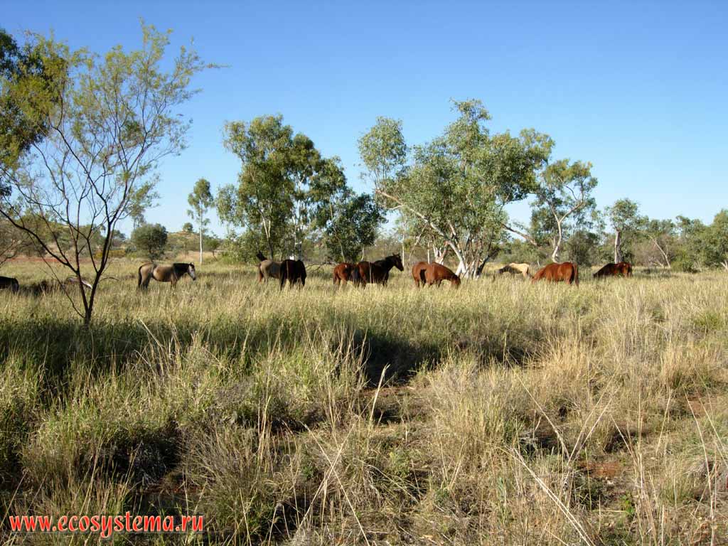 Domestic horses in savanna. Australia, Northern Territory