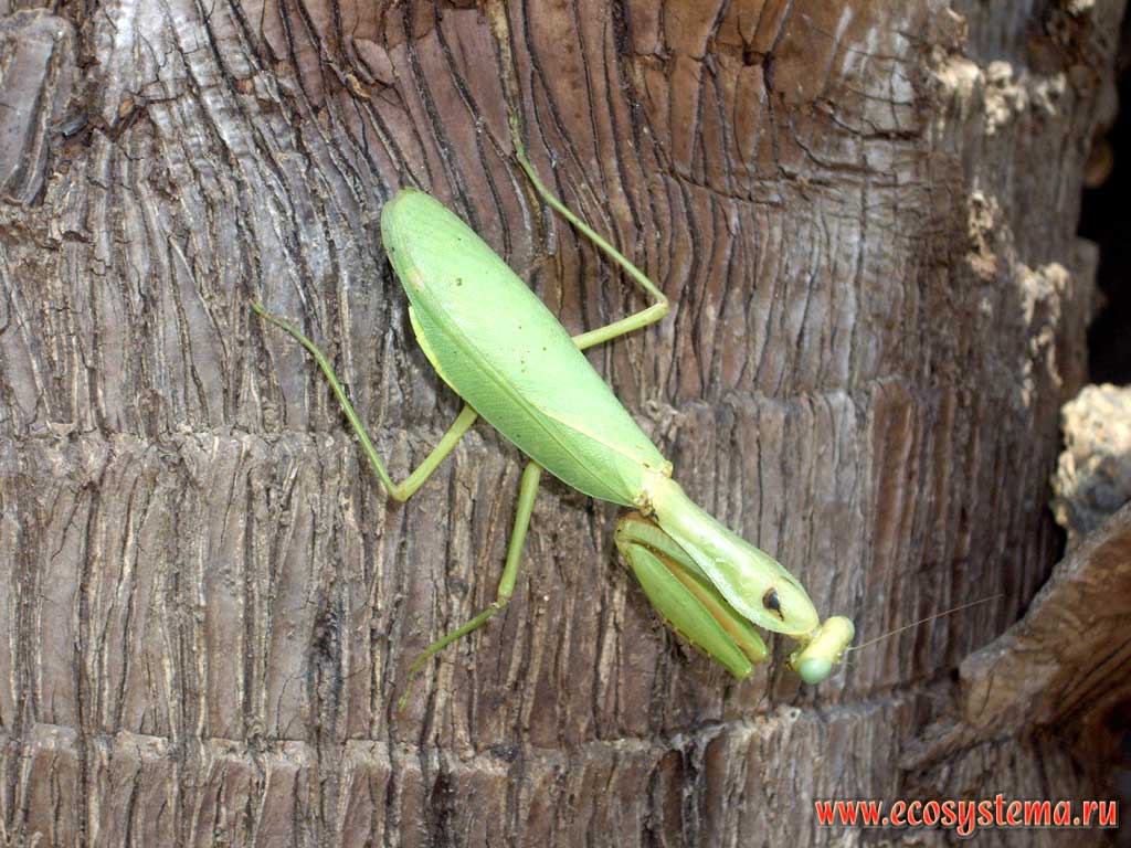 Praying (mantis) - order Mantodea or mantises. Australia, Northern Territory