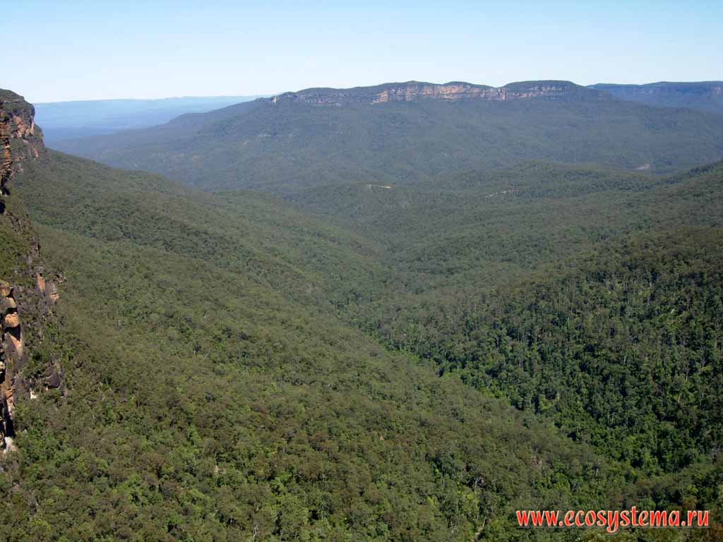 Tropical eucalyptus forest on the the Great Dividing Range. "Blue Mountains" National Park. Altitude - 1000 meters above sea level. Sydney area, New South Wales, Australia