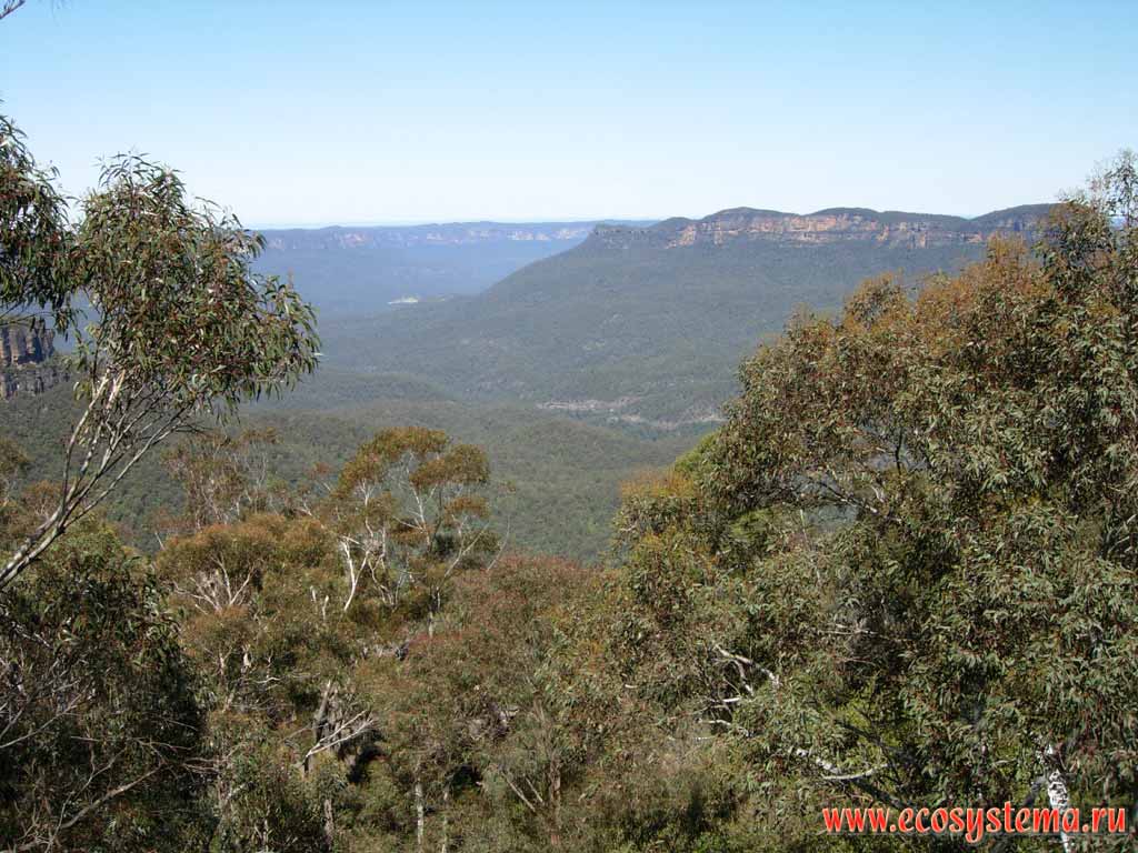 Tropical eucalyptus forest with predomination of Mountain Blue gum, or Round Leaf Gum (Eucalyptus deanei). "Blue Mountains" National Park. Sydney area, New South Wales, Australia