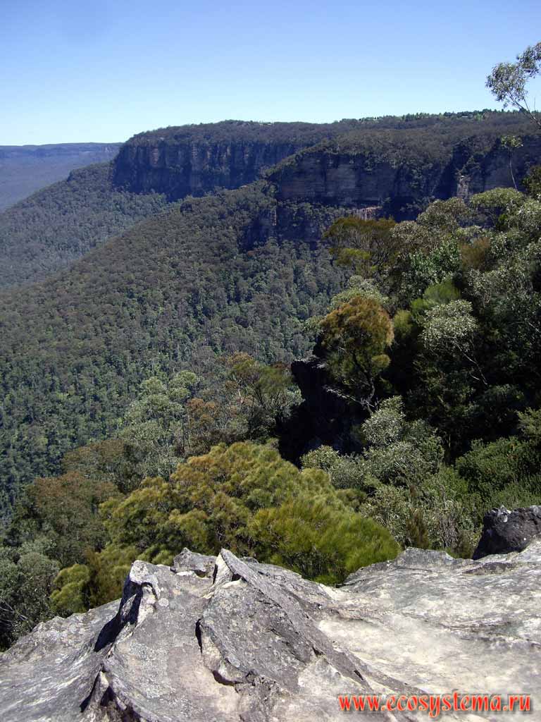 Tropical eucalyptus forest and pine elfin wood on the edge of Great Dividing Range. "Blue Mountains" National Park. Altitude - 1000 meters above sea level. Sydney area, New South Wales, Australia