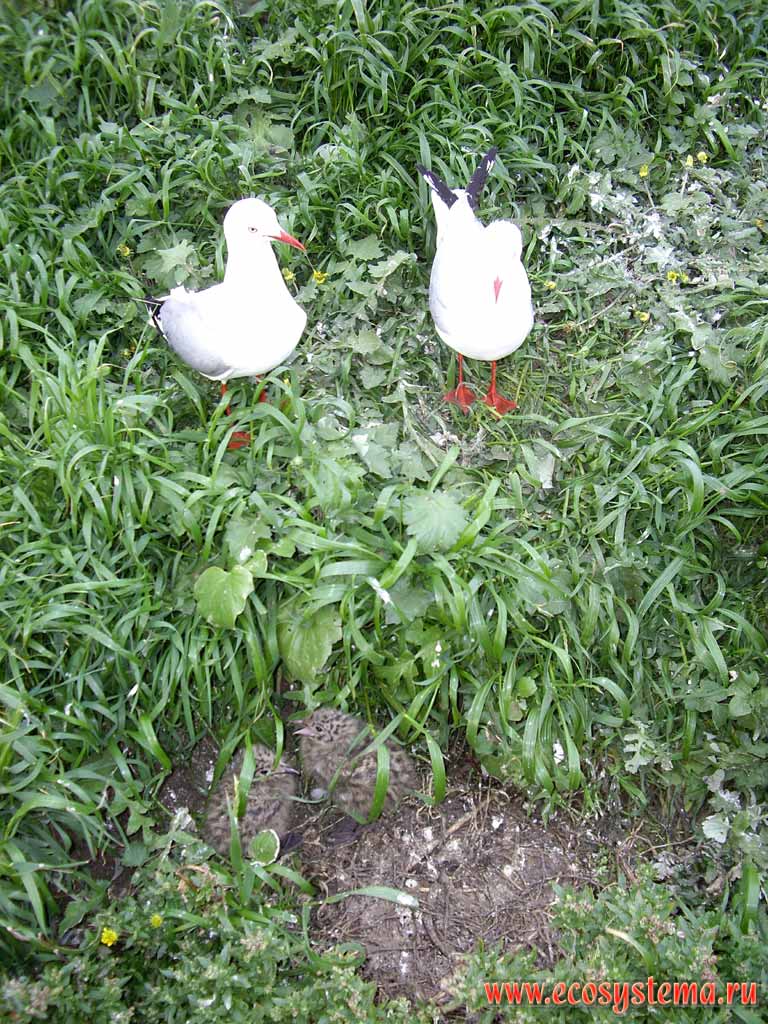 Серебряные чайки (Larus novaehollandiae) с птенцами.
Остров Филиппа (окрестности Мельбурна)