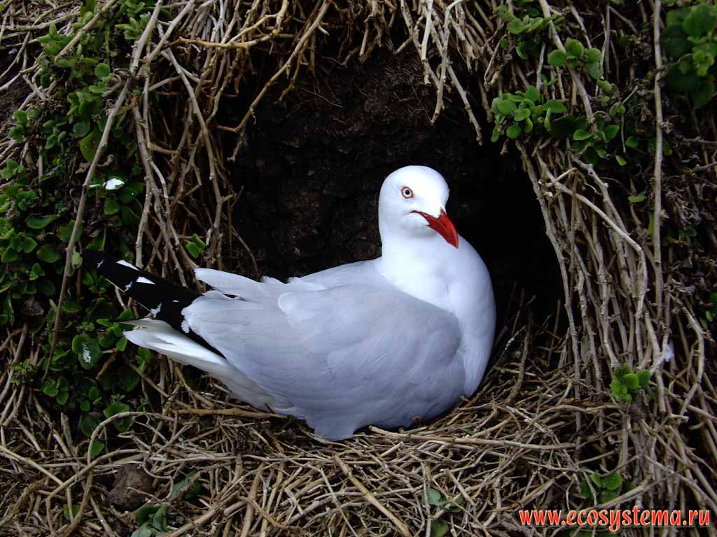 Silver Gull (Larus novaehollandiae).
Phillip Island, Melbourne area, Victoria, Australia