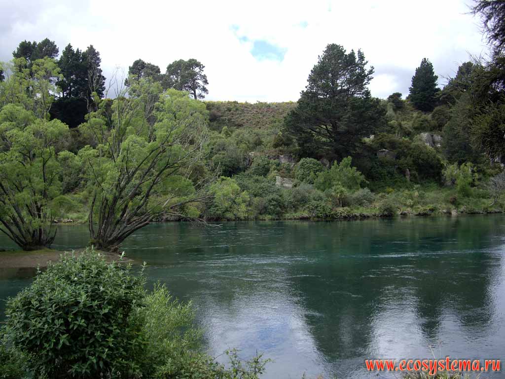 Река Вайкато (Waikato River), вытекающая из озера Таупо
(регион Бей-оф-Пленти, округ Таупо, север острова)