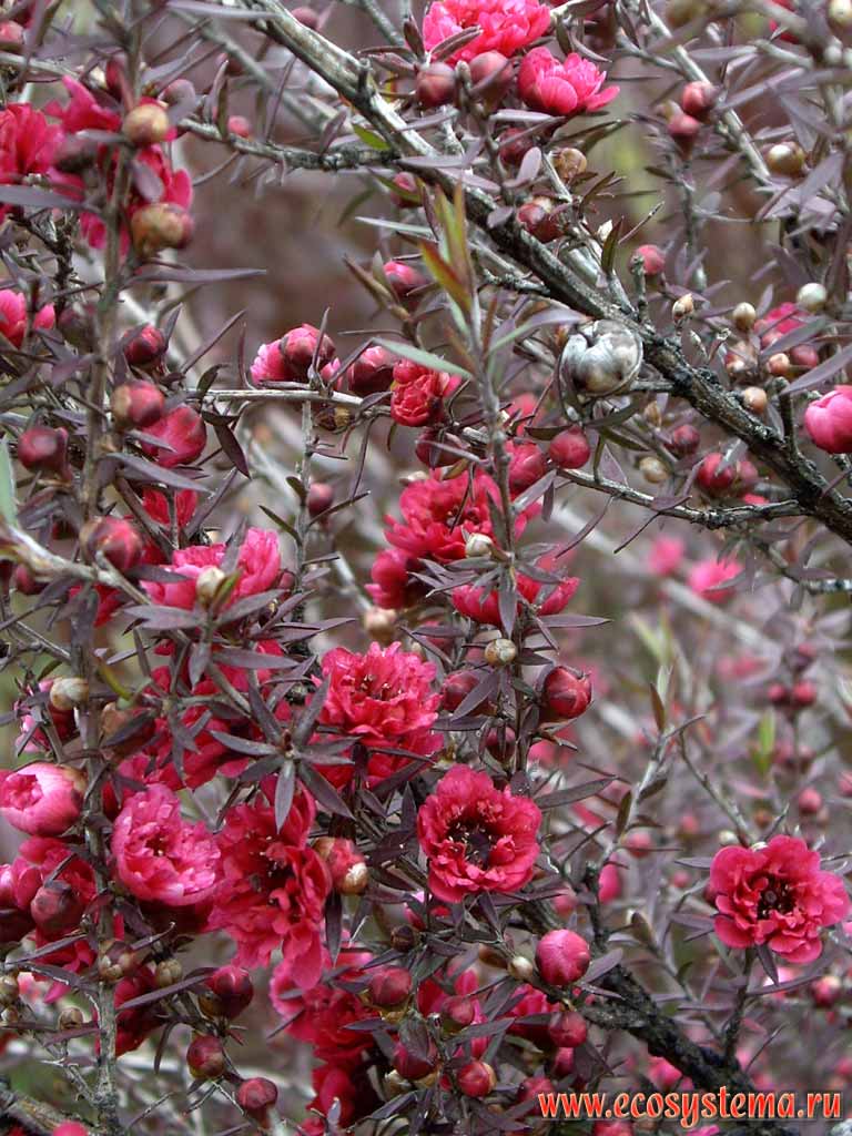Цветы дерева манука, или чайного дерева