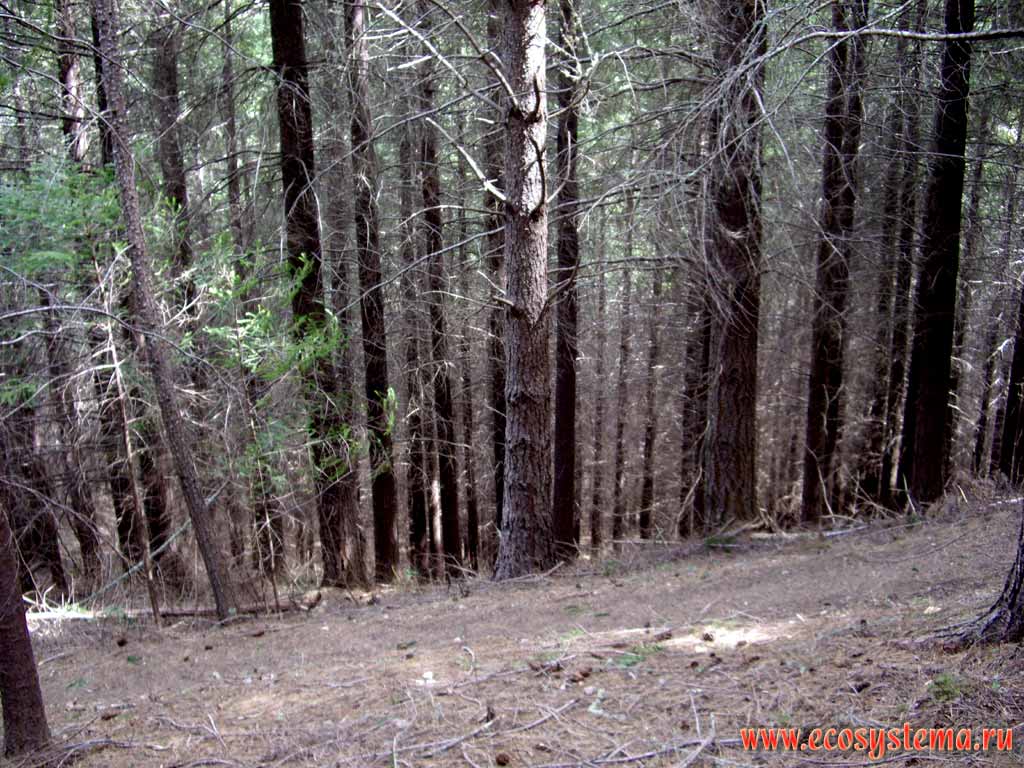 Хвойный лес с преобладанием сосны лучистой (Pinus radiata).
Высоты - 800-1000 м над уровнем моря.
Район горячих серных источников Ханмер Спрингс
(регион Кентербери, восток Южного острова)