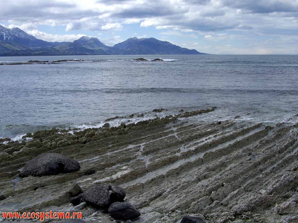 Karst scarp - undulating (wave) erosion zone. Pacific ocean coast.
Kaikoura district, Canterbury region, north-eastern part of the South Island, New Zealand