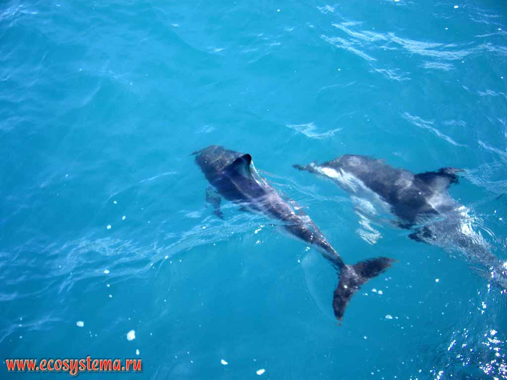 Dusky Dolphins (Lagenorhynchus obscurus) in the Pacific ocean waters.
Kaikoura district, Canterbury region, north-eastern part of the South Island, New Zealand