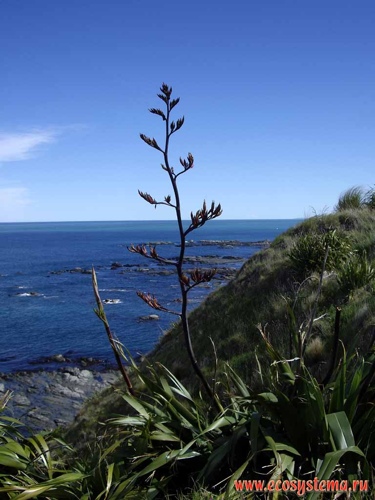 New Zealand flax, or New Zealand hemp (Phormium tenax) (Hemerocallidaceae family) - perennial subshrub, suffrutex.
Kaikoura district, Canterbury region, north-eastern part of the South Island, New Zealand