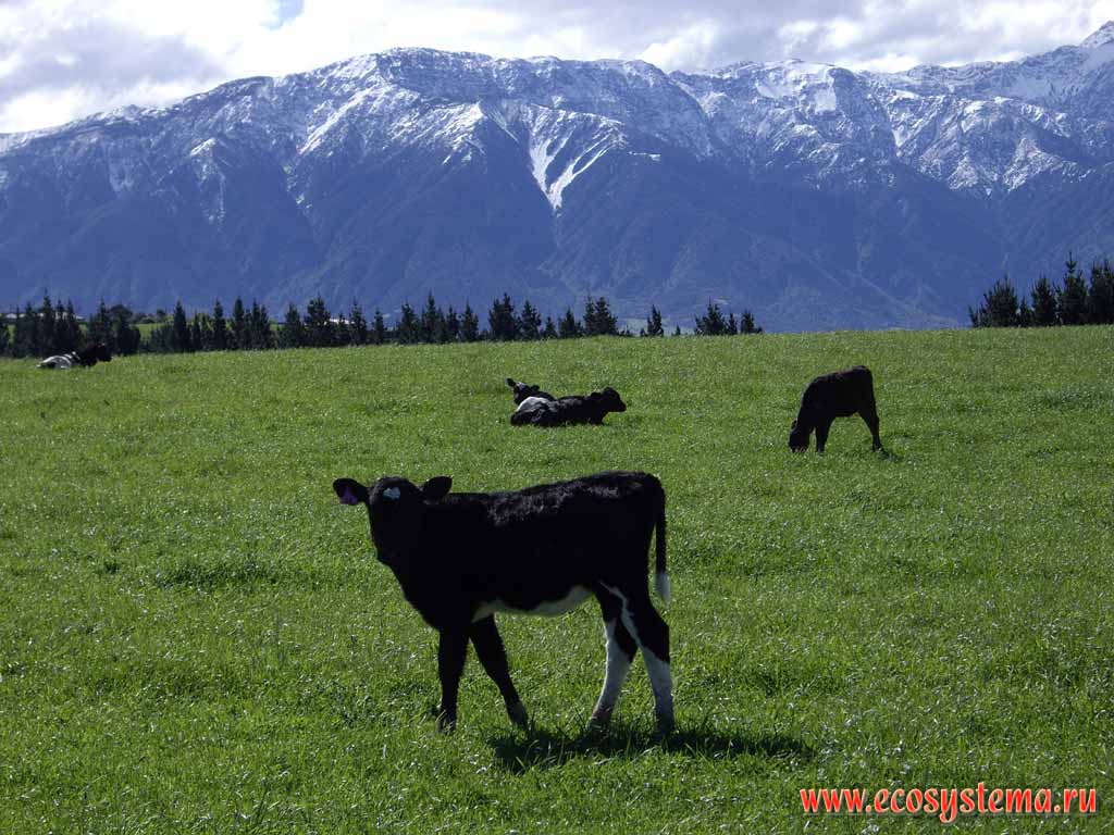 Тучные стада новозеландских коров на фоне гор Приморский Кайкур
(Seaward Kaikoura). Округ Кайкур, или Кэйкоера, регион Кентербери,
северо-восток Южного острова