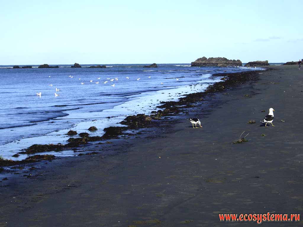 Песчаный пляж на берегу Тихого океана.
Доминиканские чайки (Larus dominicanus).
Район Барнетт парк, Крайстчёрч (Кристчёрч)
(регион Кентербери, восточное побережье Южного острова).