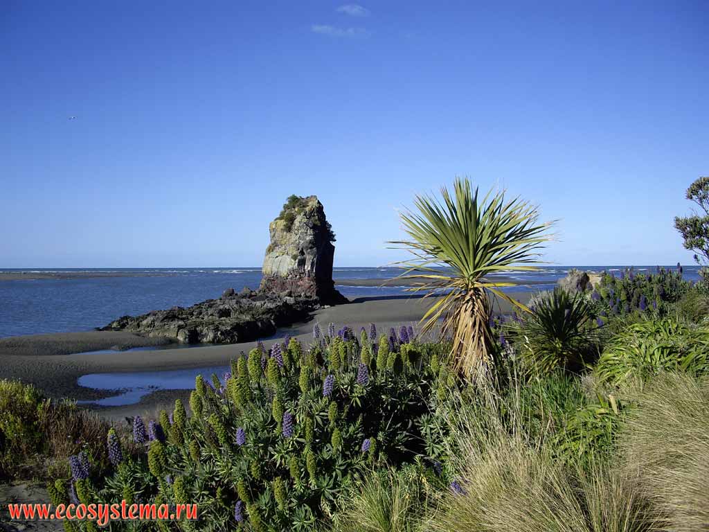 Sandy beach with basalt outlier on the Pacific Ocean coast.
Pride of Madeira (Echium candicans = Echium fastuosum J.Jacq.) and
Cabbage Palm (Cordyline australis) on the foreground.
Barnett Park, Christchurch area, Canterbury region, eastern part of the South Island, New Zealand