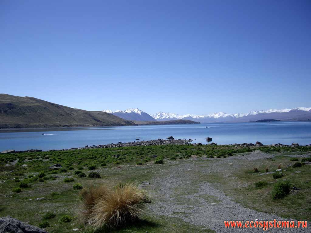 Горное ледниковое (олиготрофное) озеро Текапо (высота - 700 м н.у.м.),
регион Кентербери, Новозеландские, или Южные Альпы