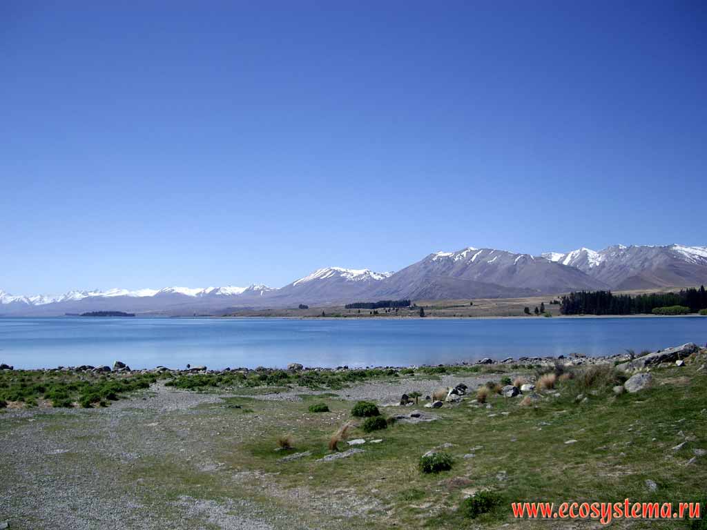 Lake Tekapo - the typical mountain (alpine) oligotrophic (with low nutrient level) glacial lake.
700 meters above sea level. Southern (New Zealand) Alps.
Canterbury region, South Island, New Zealand
