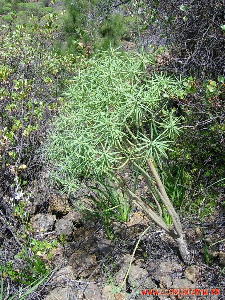 Euphorbia sp. (probably Euphorbia obtusifolia).
Coastal semidesert altitude zone (0-600 meters above sea level). Tenerife Island, Canary Archipelago