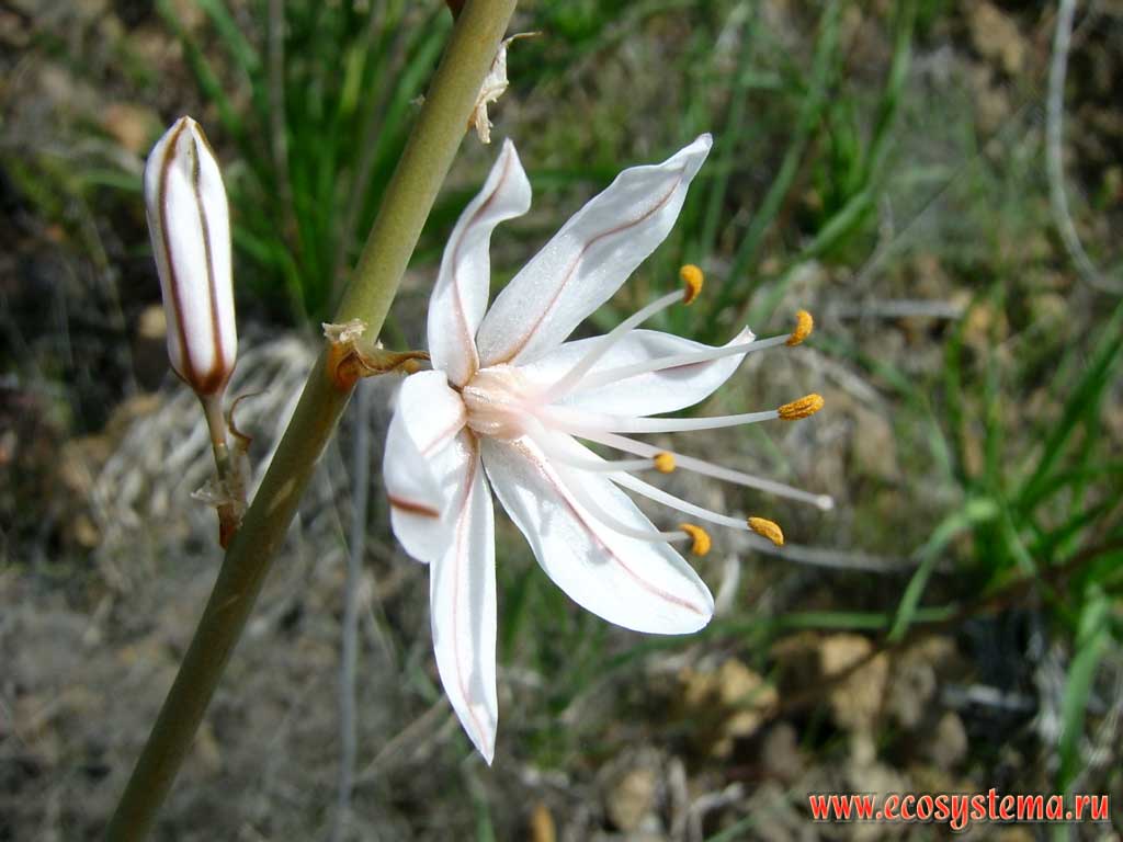 The flower (blossom) of the Asphodelus ramosus (Branched asphodel, Xanthorrhoeaceae family). Coastal semidesert altitude zone. Tenerife Island, Canary Archipelago
