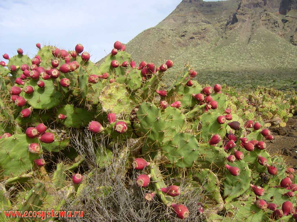Eltham Indian Fig, or Sweet Prickly Pear (Opuntia dillenii) with the fruits.
Coastal semidesert altitude zone, Teno peninsula. North-west coast of the Tenerife Island, Canary Archipelago