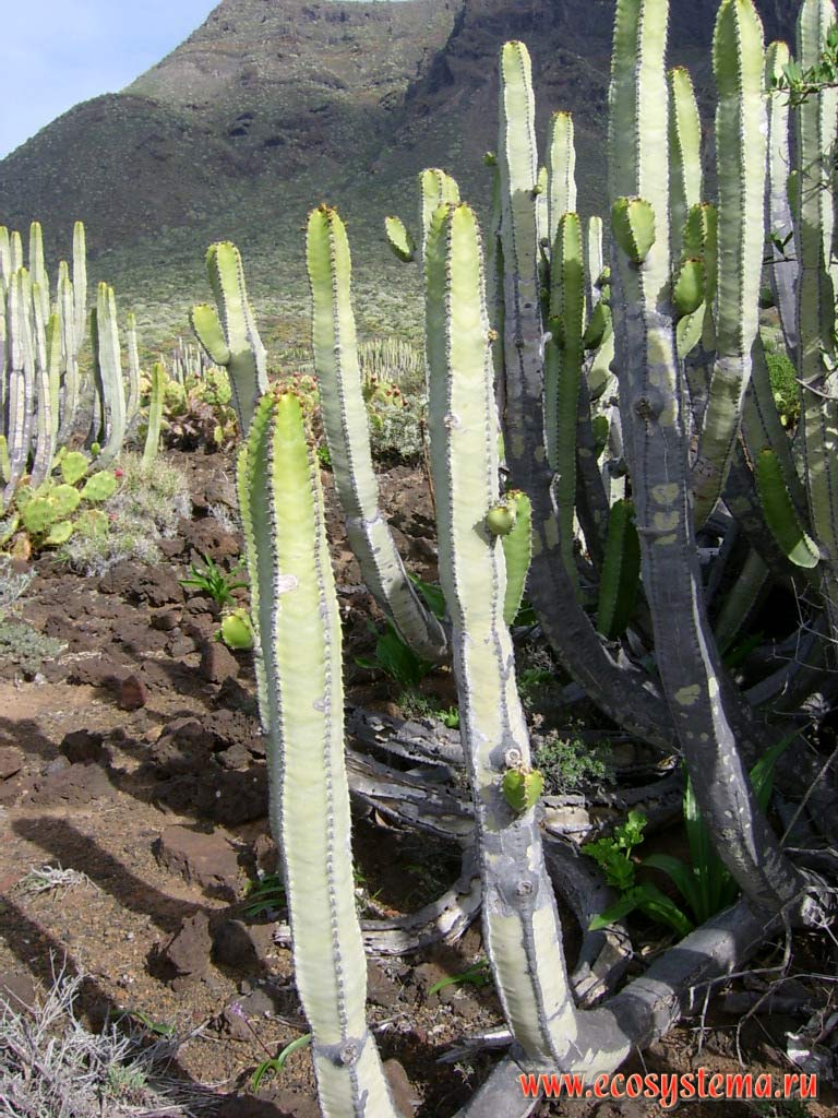 Canary Island Spurge, or Hercules Club (Euphorbia canariensis) on the old lava plateau.
Coastal semidesert altitude zone, Teno peninsula. North-west coast of the Tenerife Island, Canary Archipelago