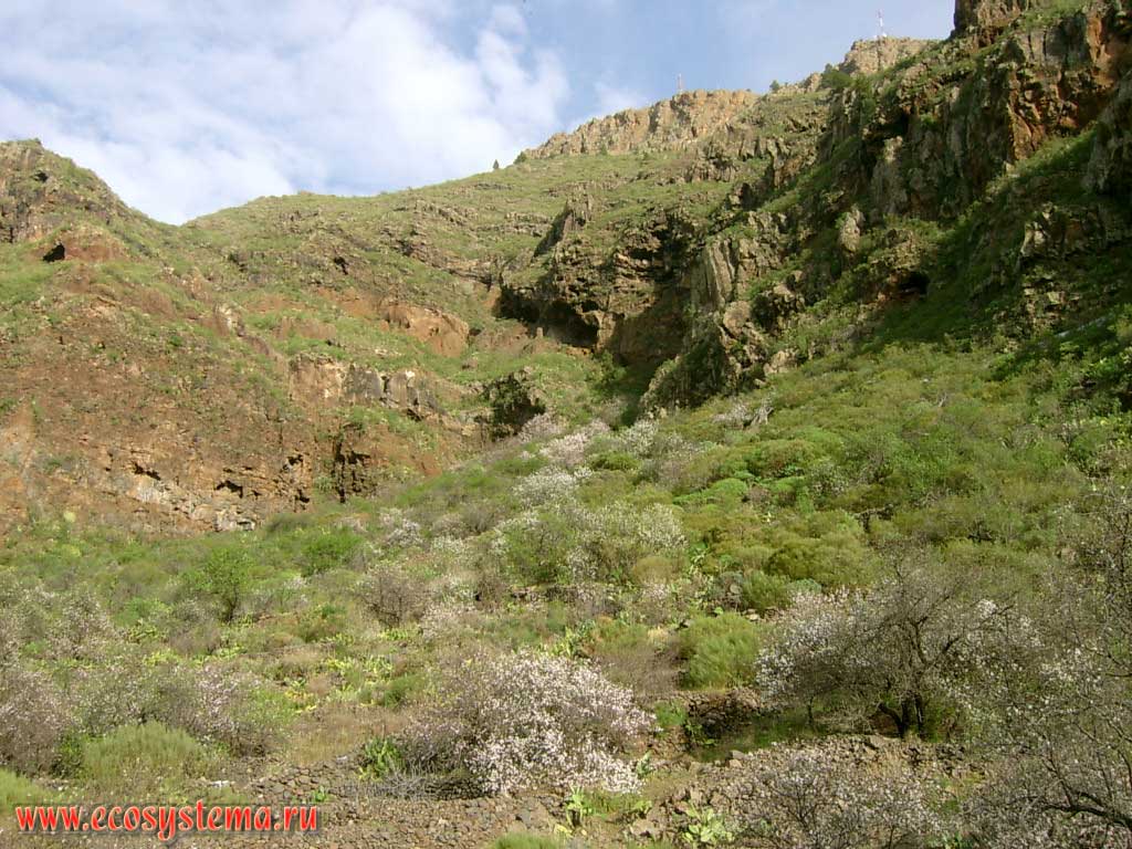 Temperate deciduous forest zone with Almond (Prunus amygdalus = Amygdalus communis) predominance.
500-800 meters above sea level. Tenerife Island, Canary Archipelago